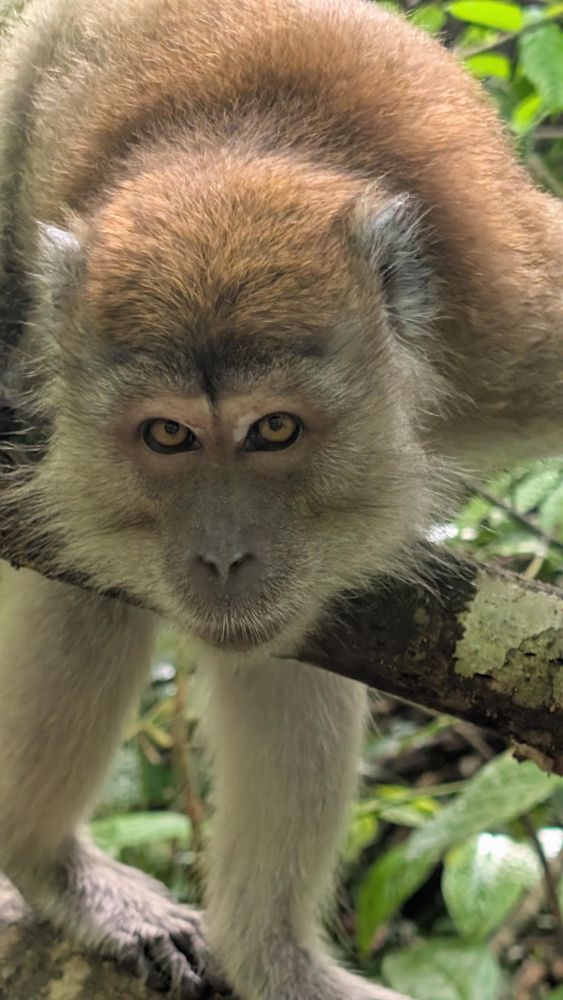 Macaque dans la jungle de  Sumatra