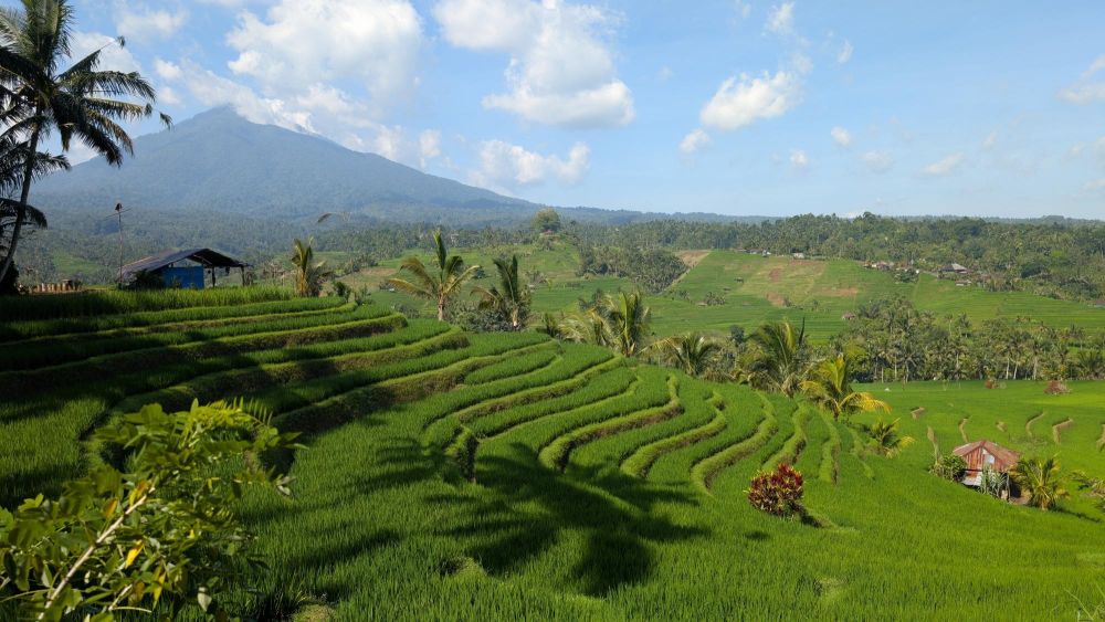 Rizières de Belimbing à Bali et Mont Batukaru