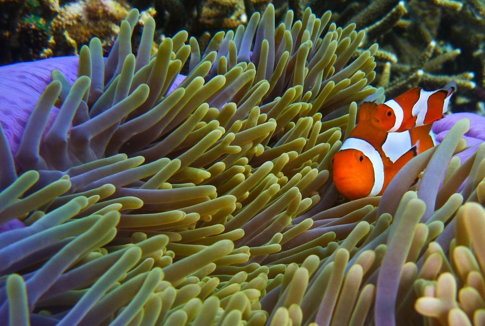 Fonds marins vers Pemuteran à Bali