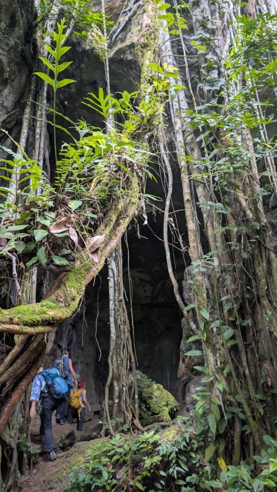Randonnée dans la jungle de Sumatra