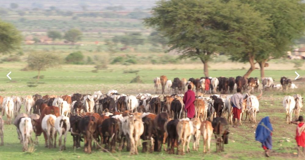 Maasaï menant son bétail