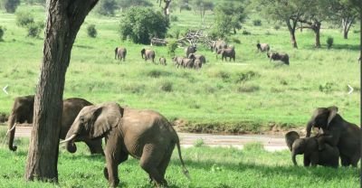 Eléphants dans le parc du Tarangire