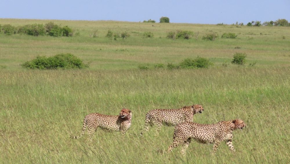 Fratrie de guépards