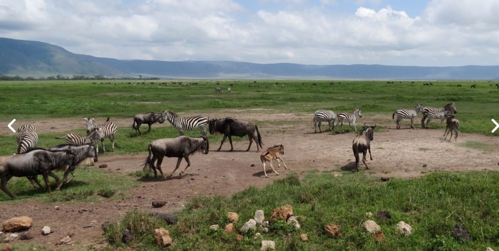 Le cratère du N'gorongoro ou l'arche de Noé africaine