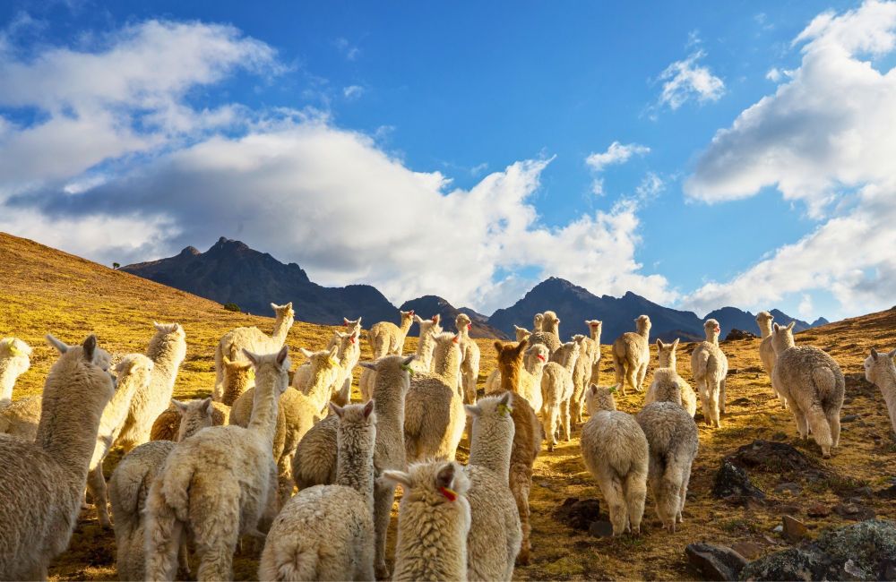 Il est temps de ramener les lamas à l'enclos