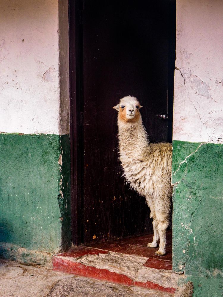 Le lama est dans la "bergerie"