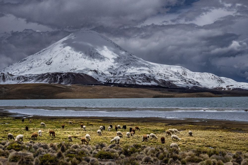 Lamas en pâture dans le Parc National Lauca