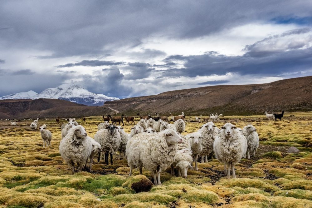Troupeau de moutins en pâture
