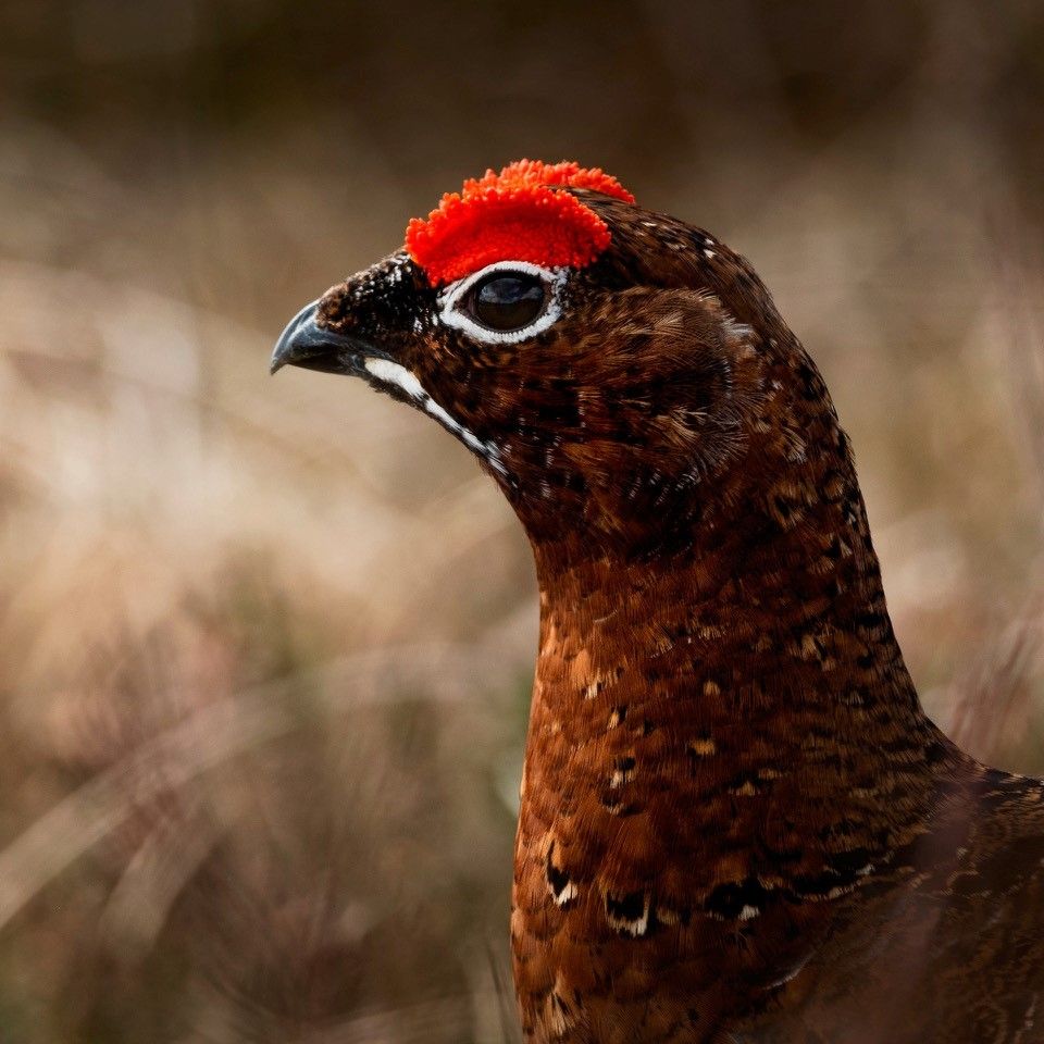 Photo voyage Écosse 6