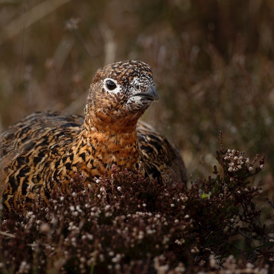 Photo voyage Écosse 15