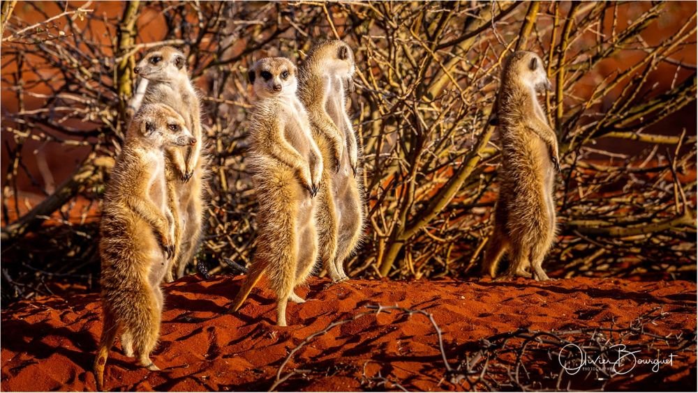 Suricates dans le Kalahari