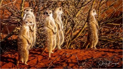 Suricates dans le Kalahari