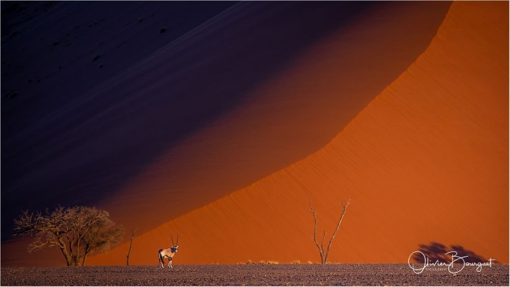 Oryx dans le désert du Namib