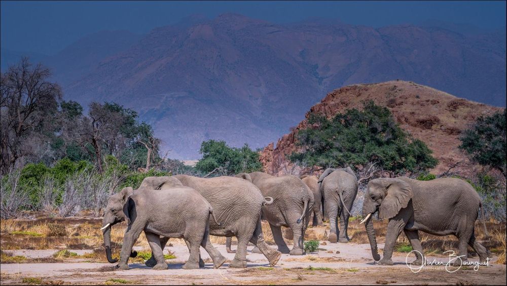 Eléphants du désert