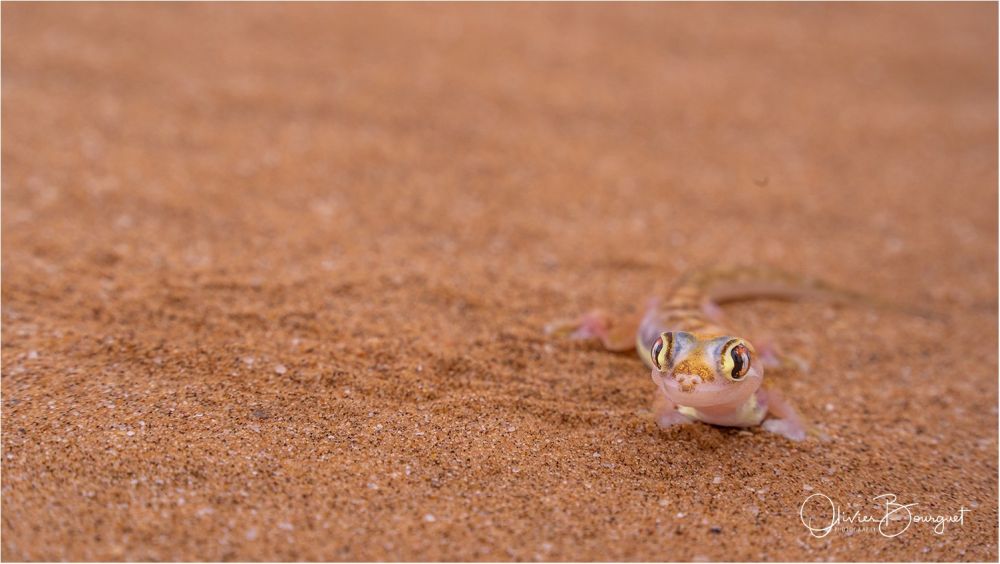 Gecko du désert