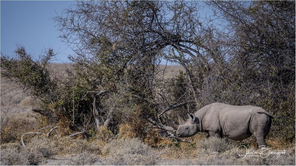 Rhinocéros dans le parc d'Etosha