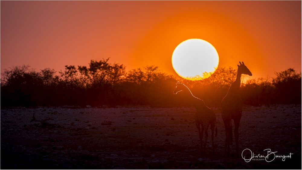 Coucher de soleil sur la savane namibienne