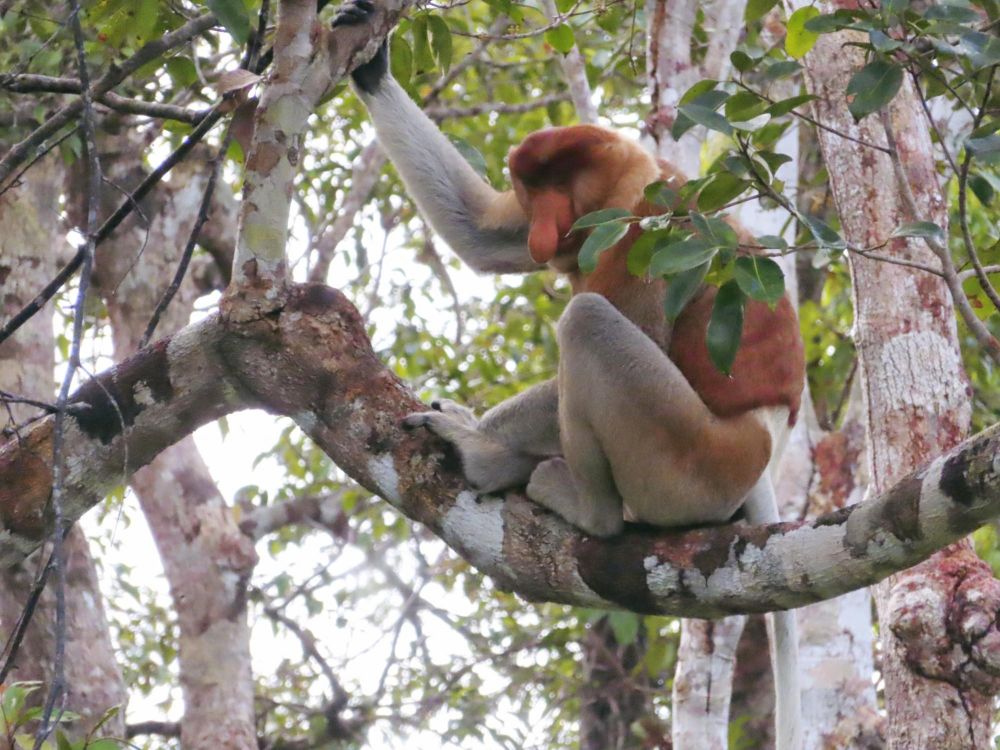 Singe nasique  - Parc national de Tanjung Puting