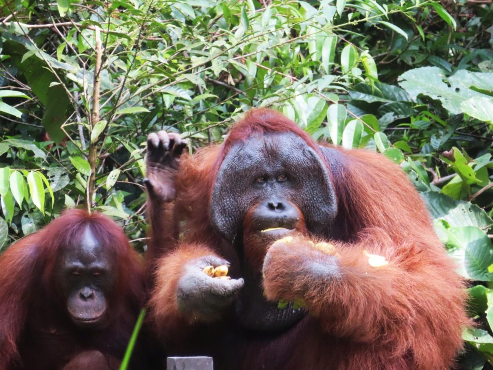 Bornéo Camp Leakey centre de recherche et de réhabilitation des orangs outans