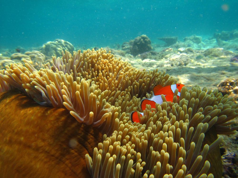 Poisson Clown snorkeling archiple des Komodo