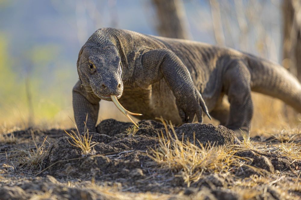 Dragon de Komodo dans l'archipel des Komodo