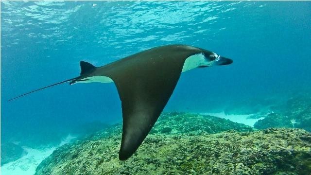 Raie Manta snorkeling dans l'archipel des Komodo