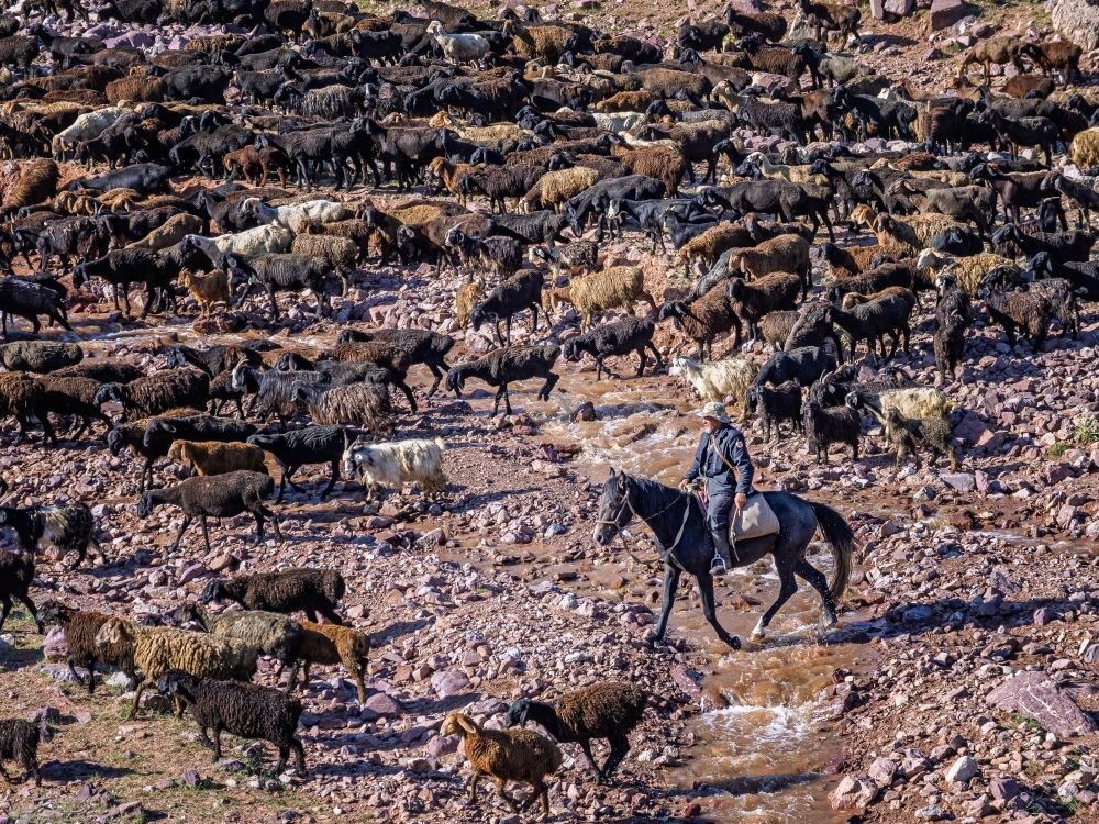 Troupeau de chèvres et moutons