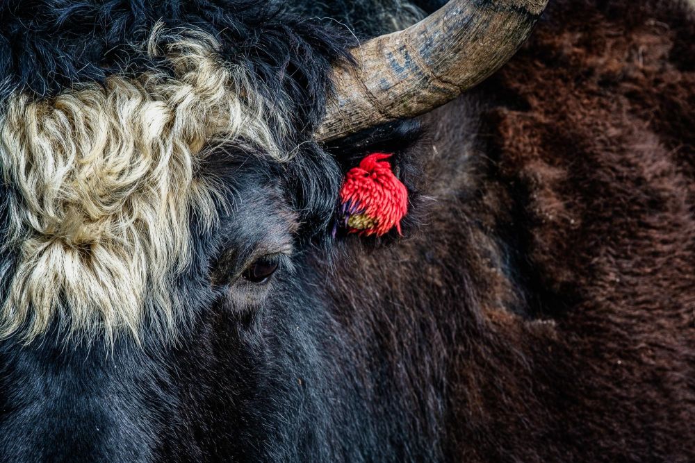 yak