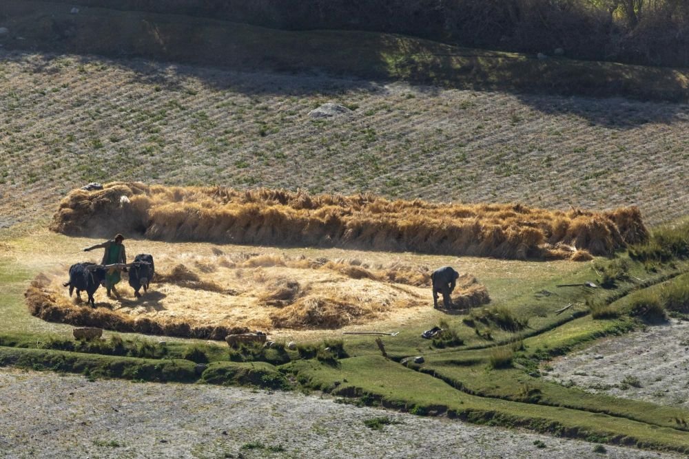 Travaux agricoles de l'autre côté de la Rvière Pianj , côté afghan