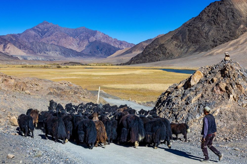 Rencontre avec un berger et son troupeau de Yaks