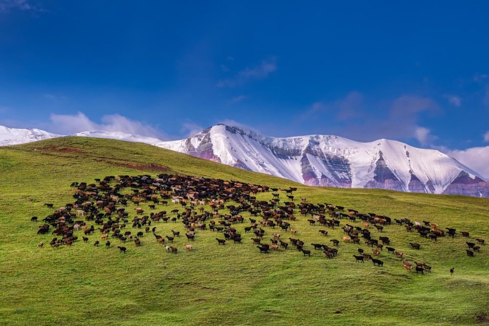 Troupeaux dans le Pamir kirghiz