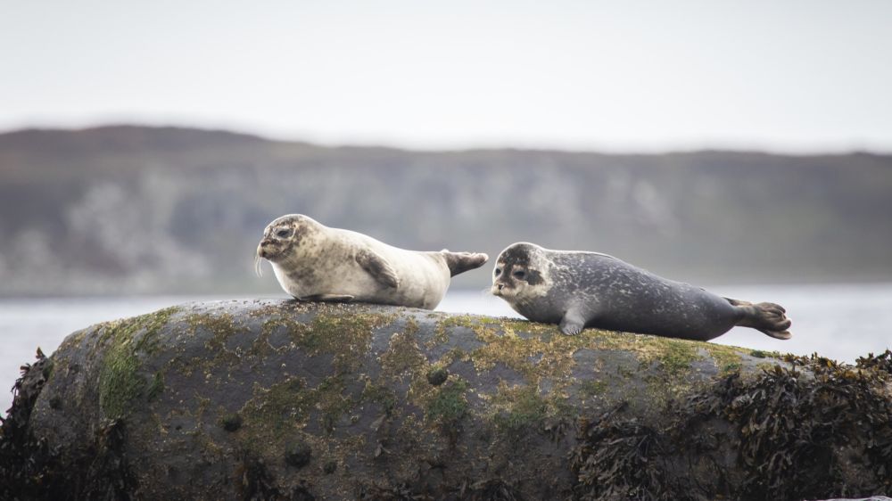 Phoques veaux marins