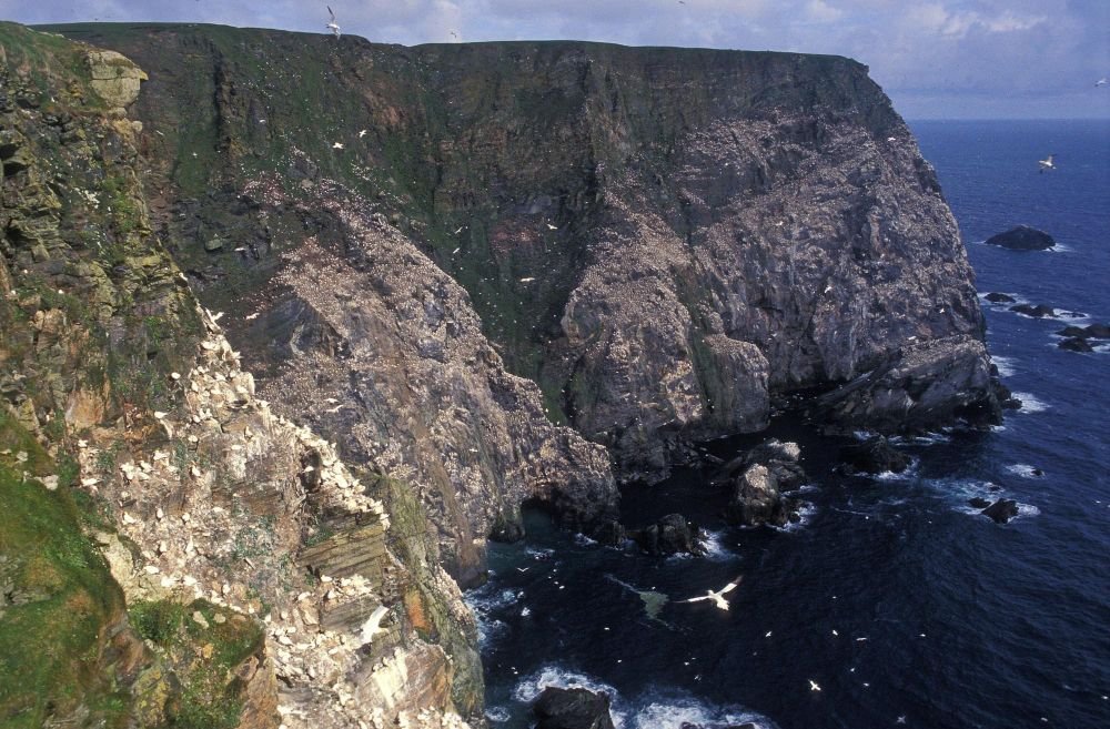 Falaises d'Hermaness blanchies par les fous de Bassan