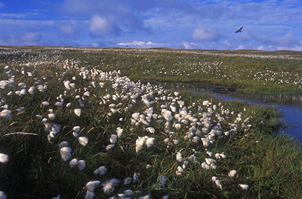 Tourbières d'Hermaness