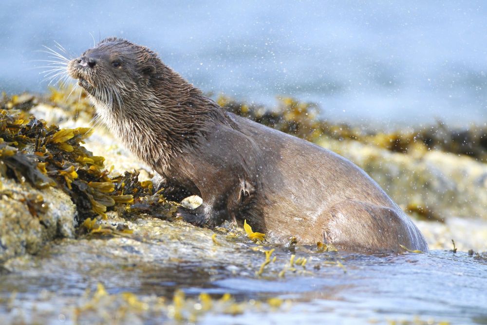 Loutre d'Europe