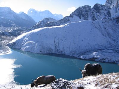 Yaks au lac Gokyo, haute route de l'Everest