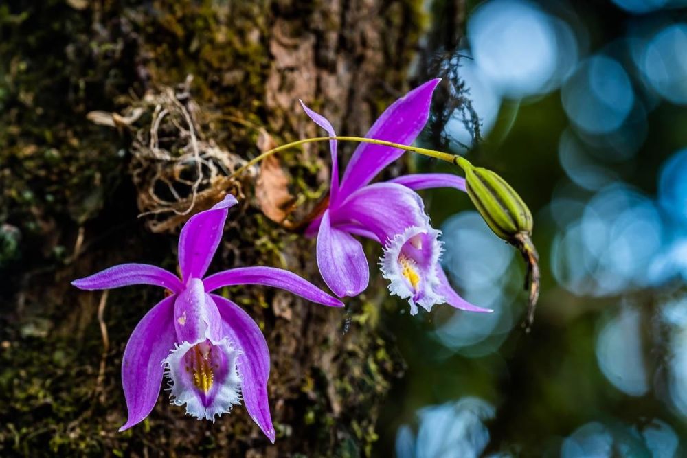 Photo voyage Népal 10