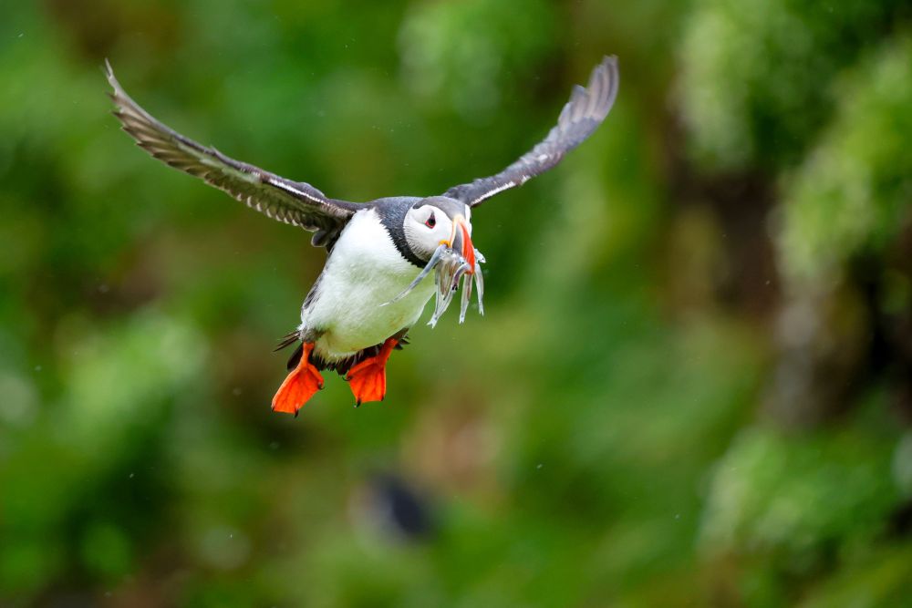 Photo voyage Islande 8