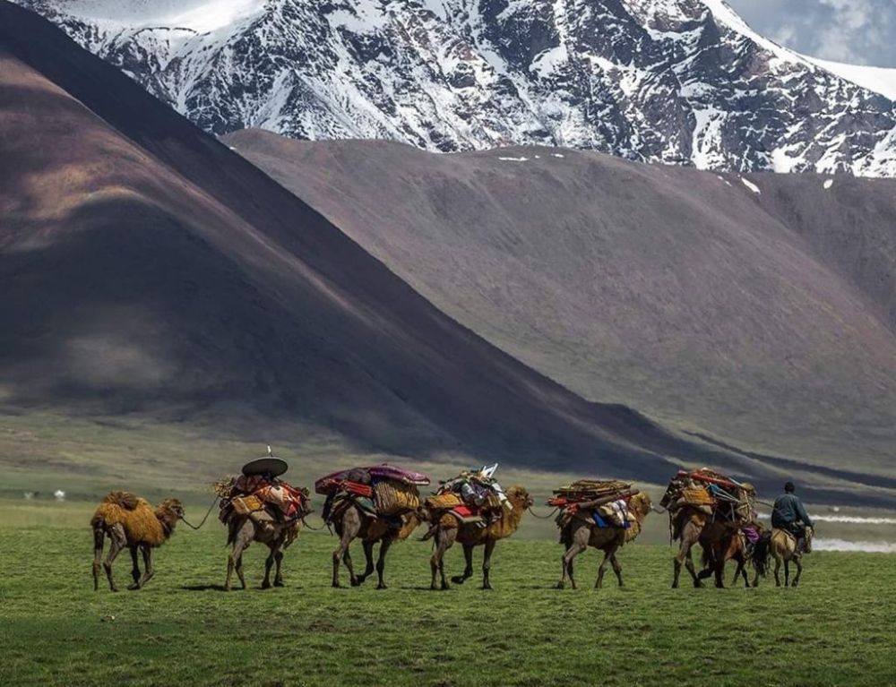 La caravane de chameaux lors de la transhumance