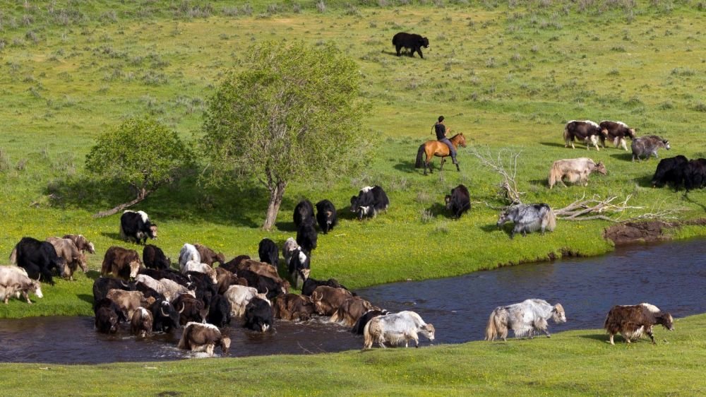 Photo voyage Mongolie 2