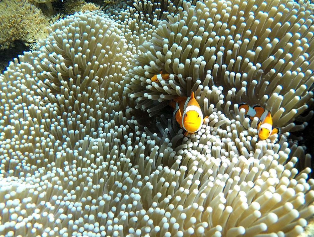 Fonds marins en Indonésie