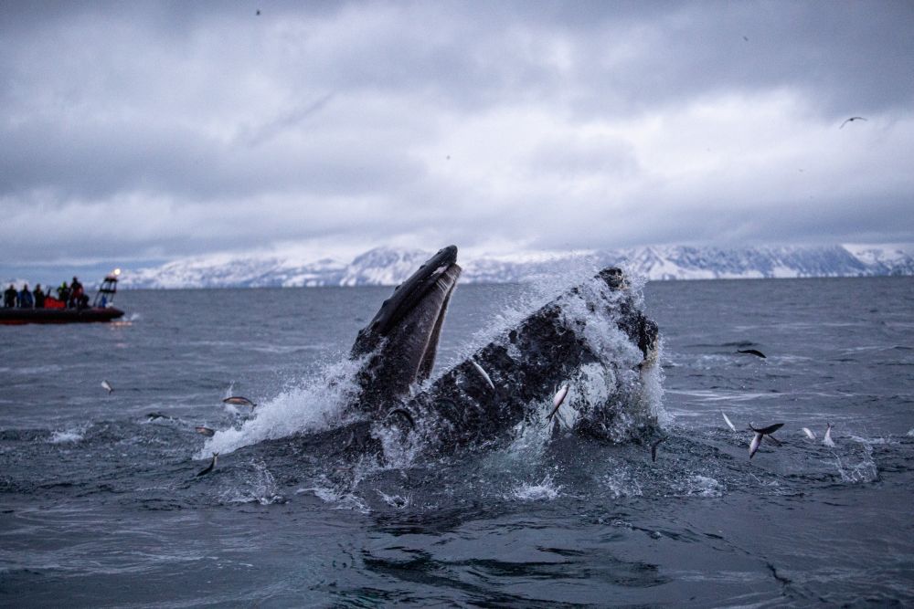 Skjervøy - Rencontre avec les orques et Baleines