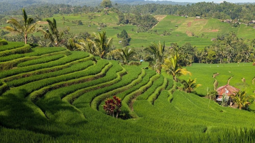 Rizières verdoyantes à Bali