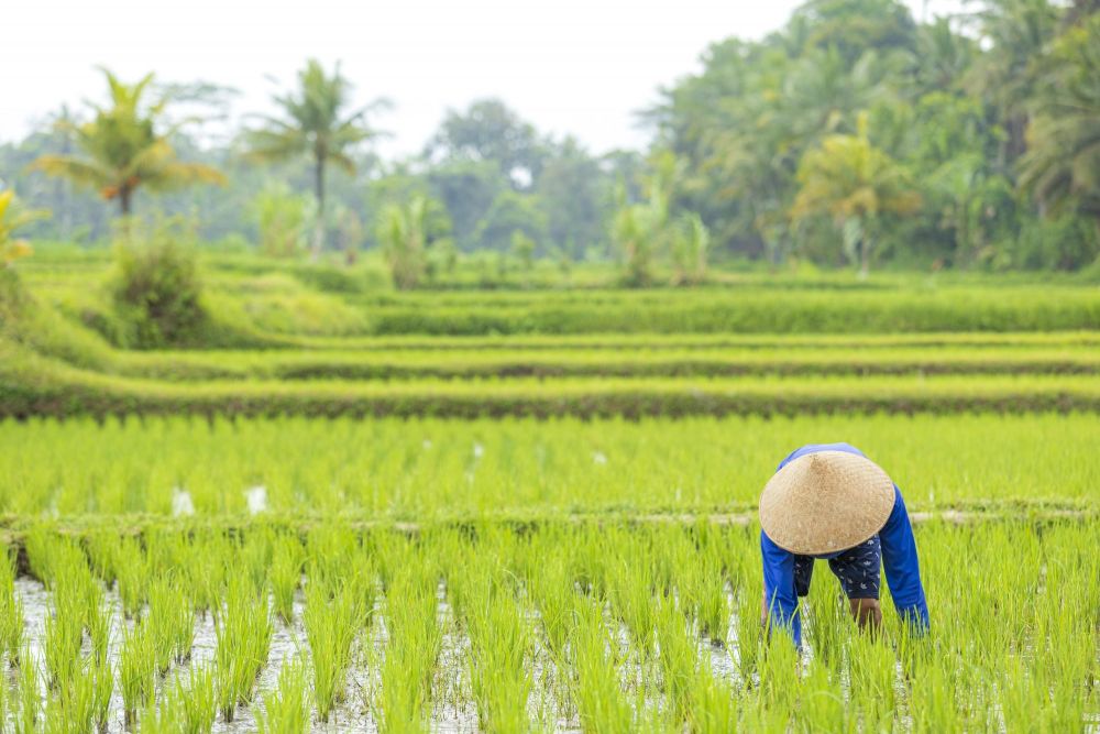 Rizières de Bali