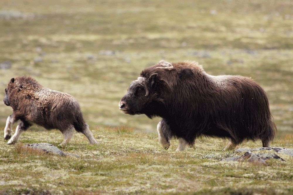 Photo voyage Norvège 4