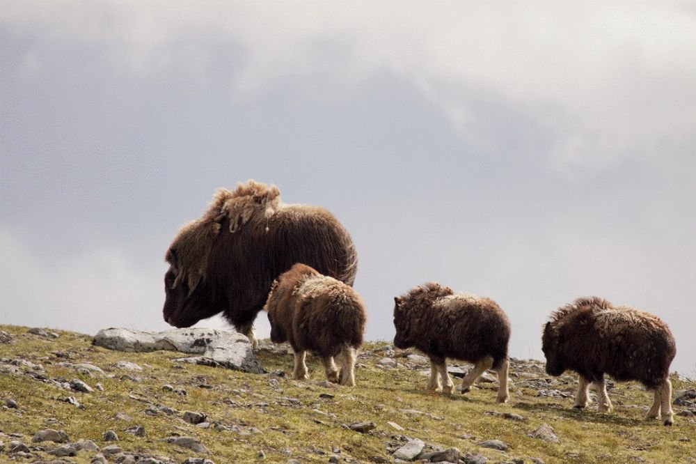 Photo voyage Norvège 13