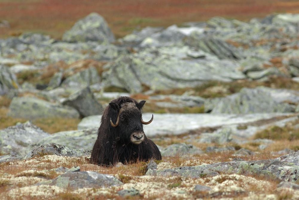 Photo voyage Norvège 11