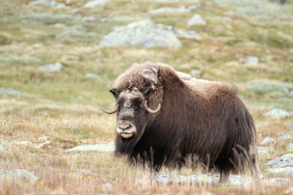 Photo voyage Norvège 6