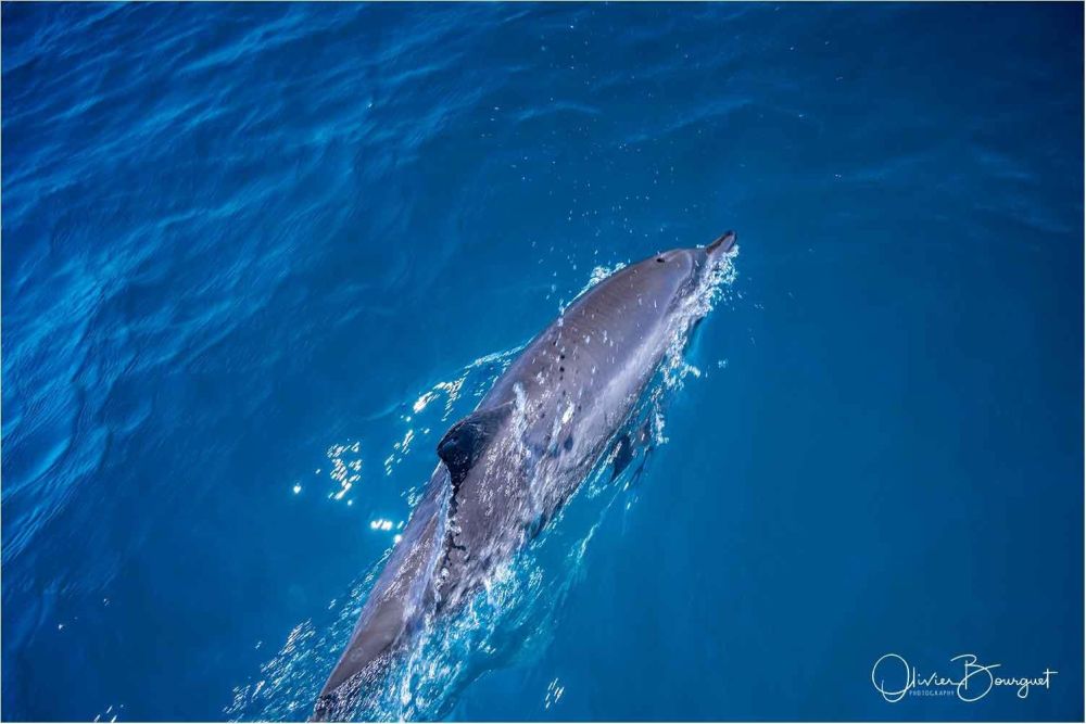 Dauphins sortie bateau nord Madagscar