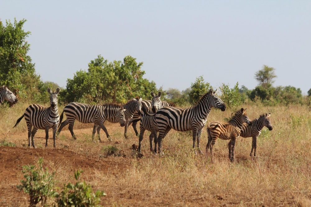 Zèbres parc de Meru Kenya